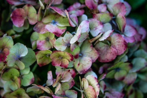 White and Purple French Hydrangea Flowers in Bloom