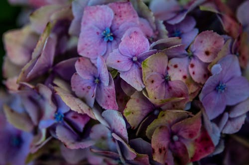 Purple Flowers in Close-up Shot