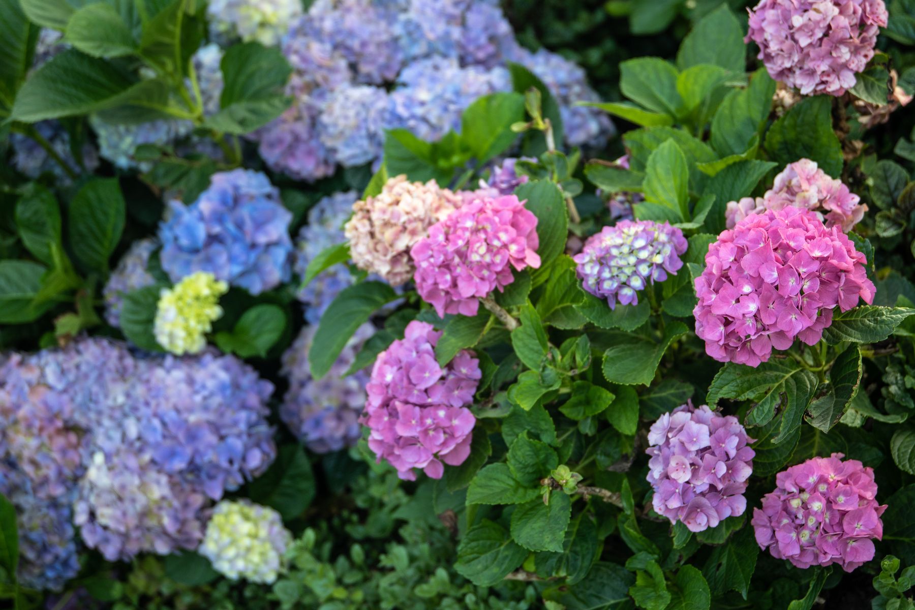 Hydrangea flower heads and foliage Large hydrangea flower heads