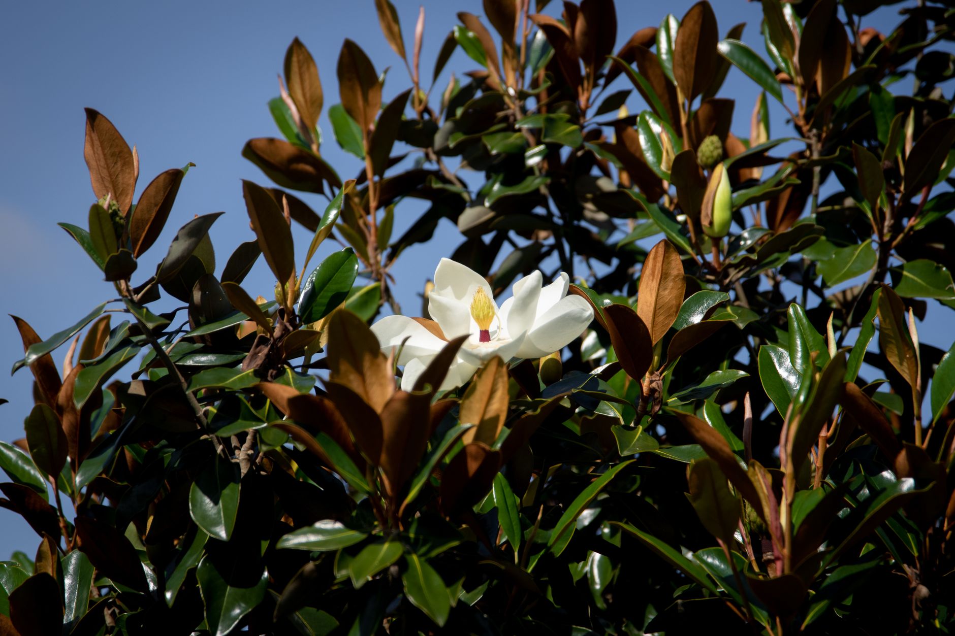 Magnolia Plantation & Gardens