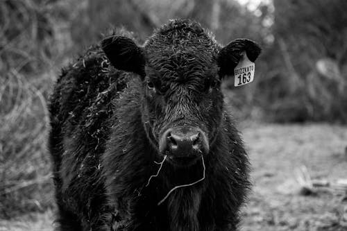 Grayscale Photo of a Cow
