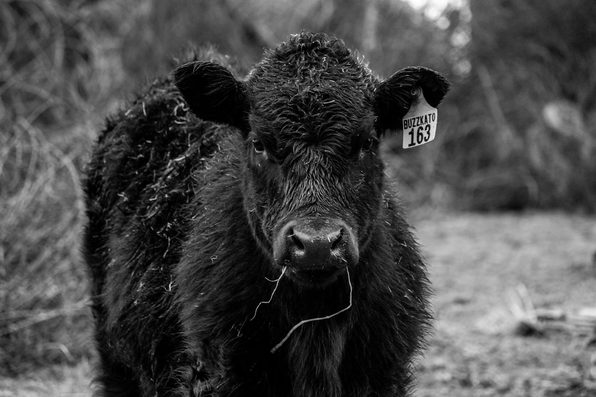 Stunning black and white portrait of a Black Angus cow standing outdoors.