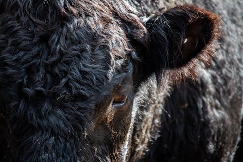 Black Cow in Close Up Shot