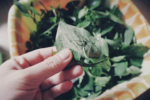 Person Holding Two Green Leaves