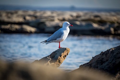 Photo of a Gull on a Rock