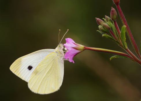 Selective Focus Photography of Cabbage White Butterfly Perching on Pink Petaled Flower