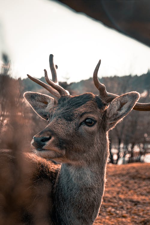 Free Brown Deer in Close Up Photography Stock Photo