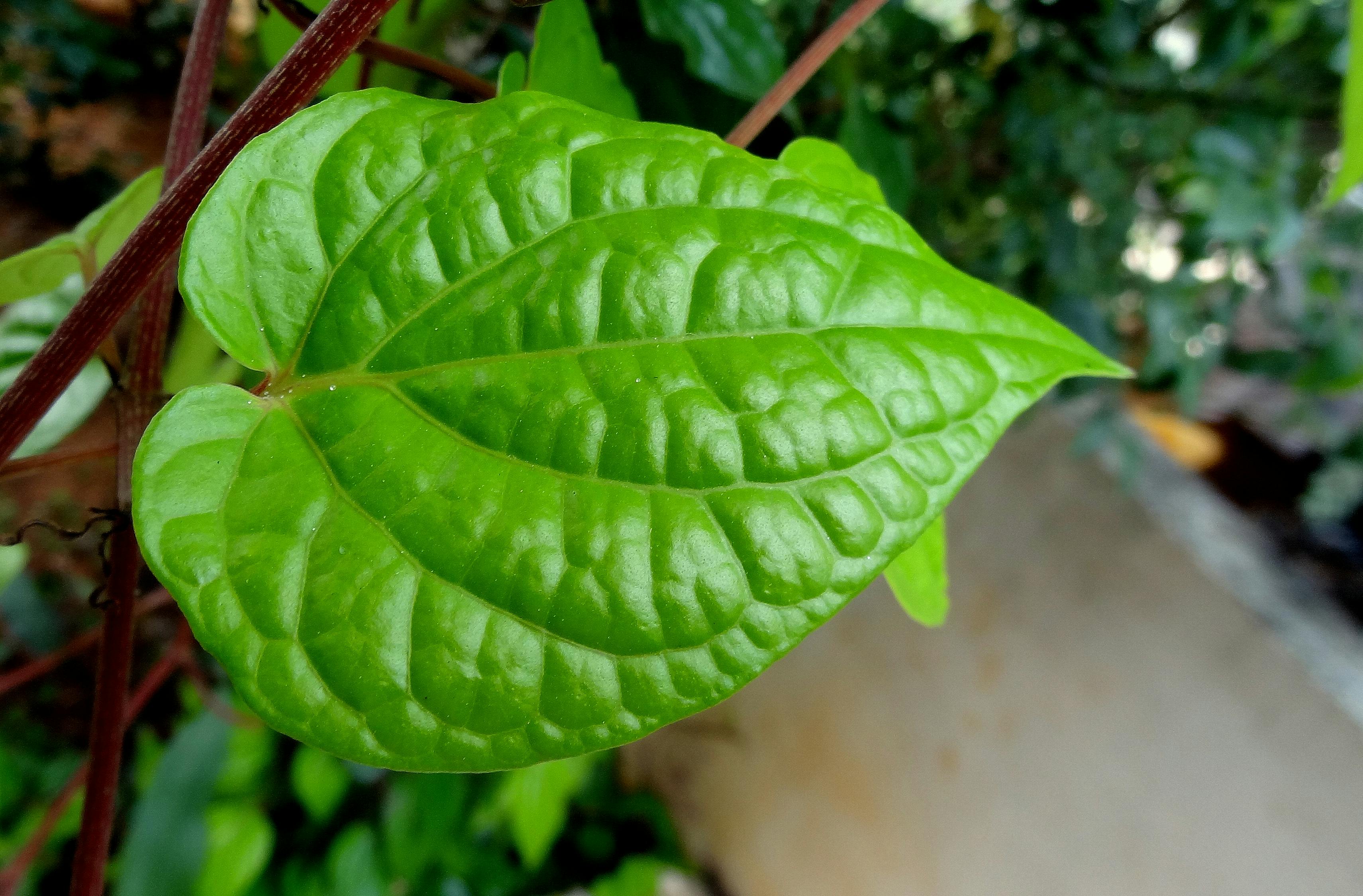 Free stock photo of betel leaf