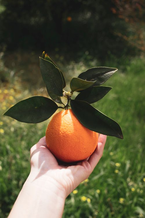 Free Close-up of a fresh orange with leaves held in hand outdoors, showcasing nature's bounty. Stock Photo