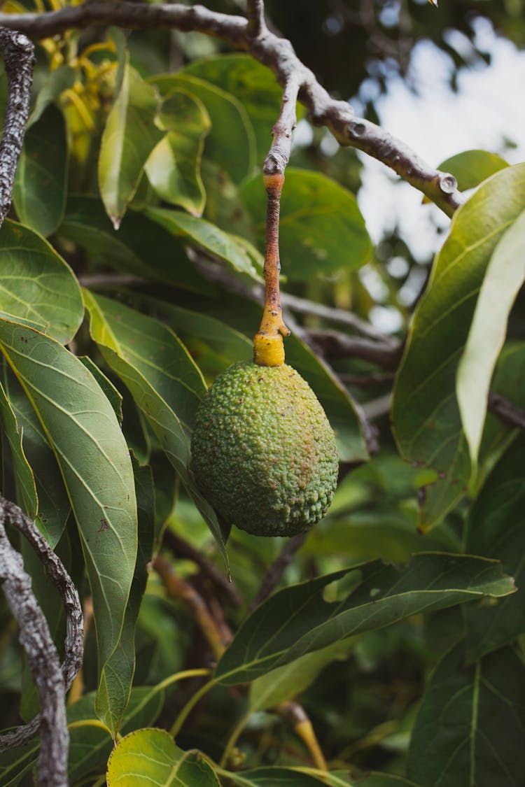 A Green Rough Fruit On Tree