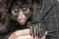 一只表情可爱的年轻蜘蛛猴与人类牵手的特写肖像