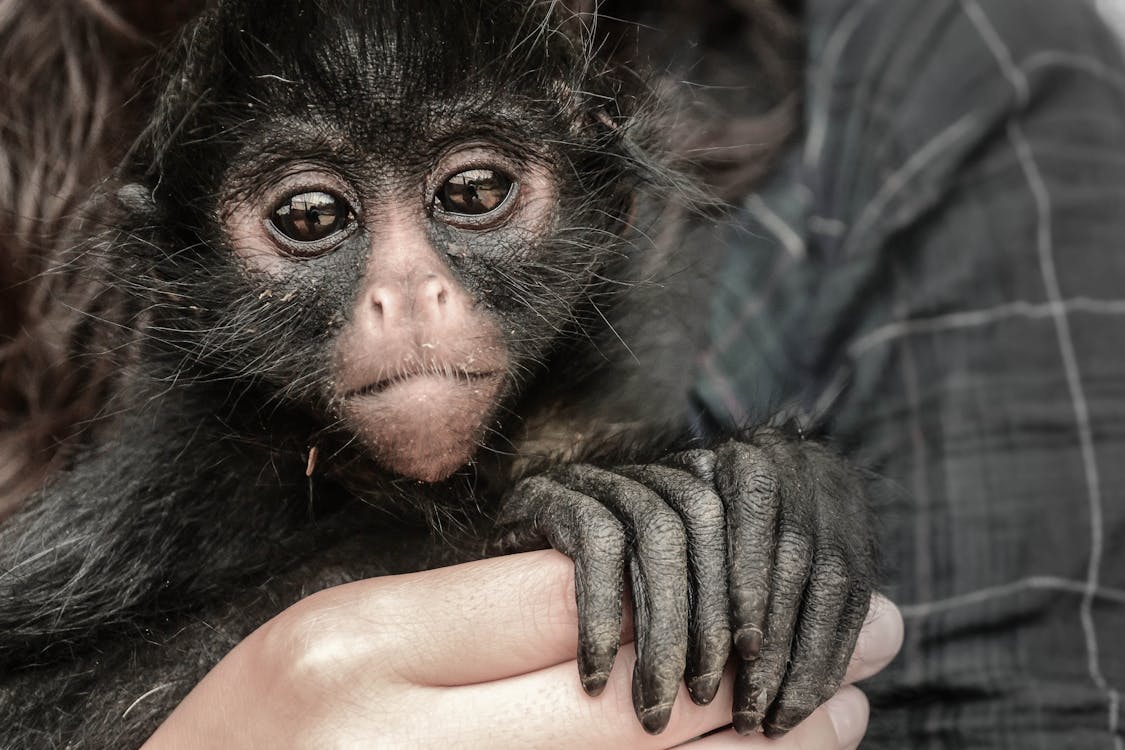 Ücretsiz Maymun Tutan Kişi Stok Fotoğraflar
