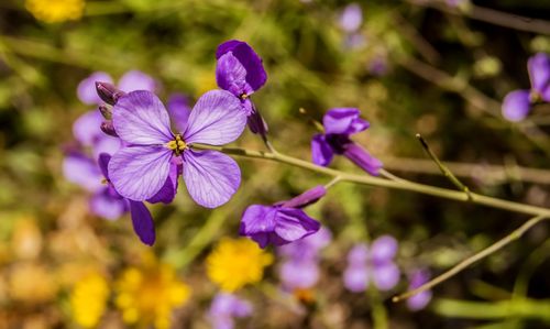 Free Close-up of vibrant purple wildflowers blooming in a sunny garden setting. Stock Photo