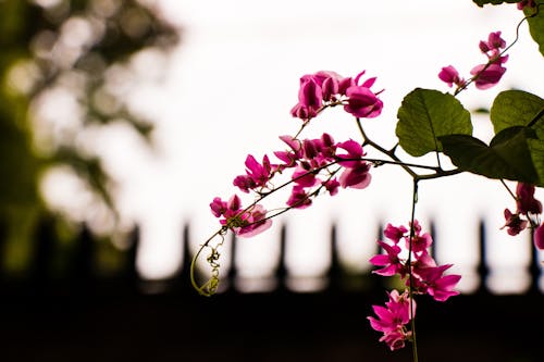 Pembe Yapraklı çiçek