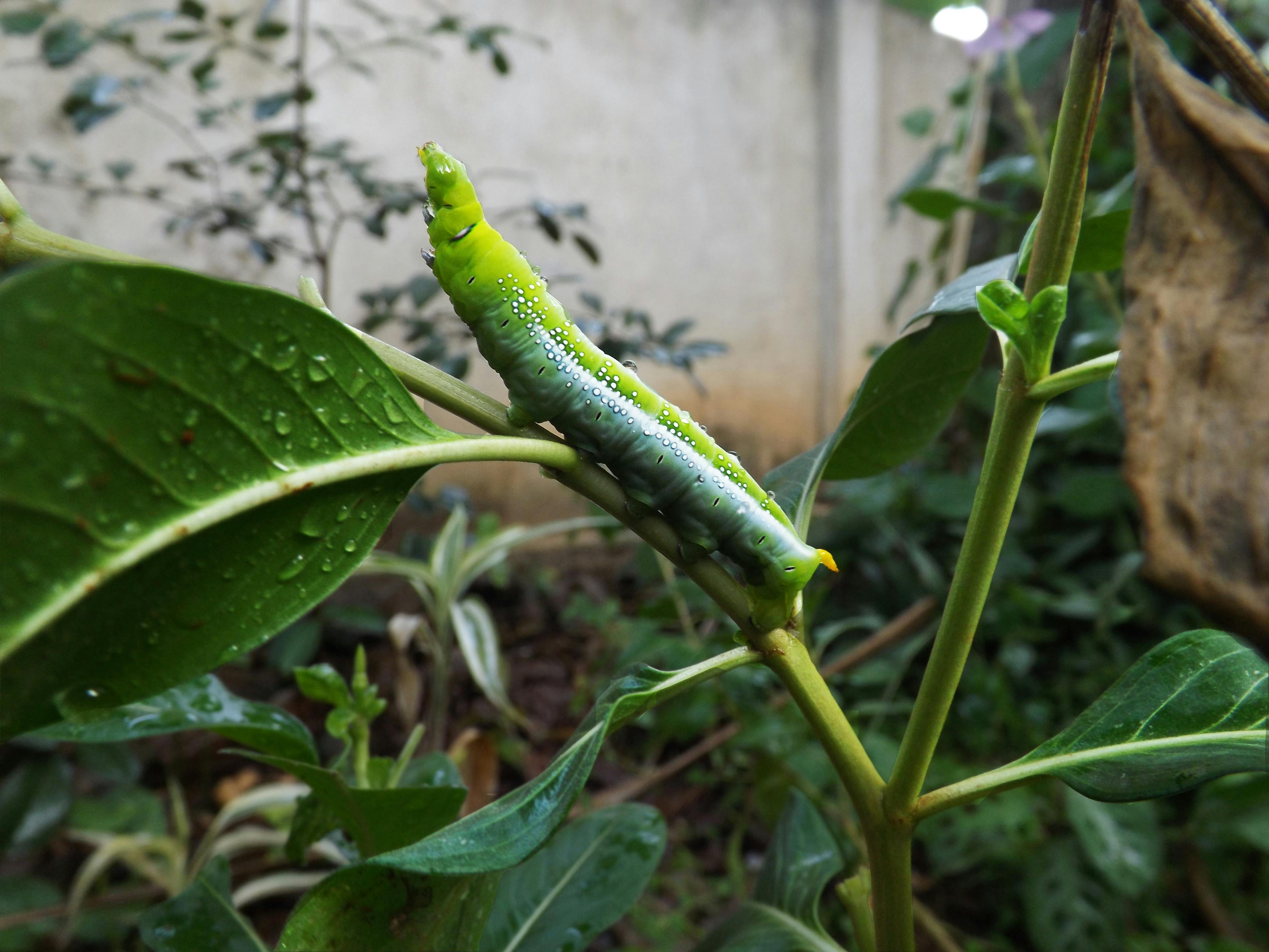 Free stock photo of caterpillar
