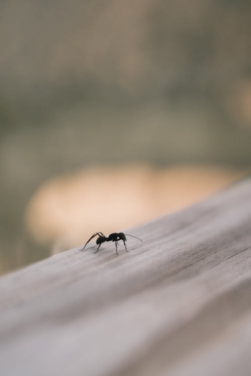 Gratis stockfoto met concentratie, depht of field, hout