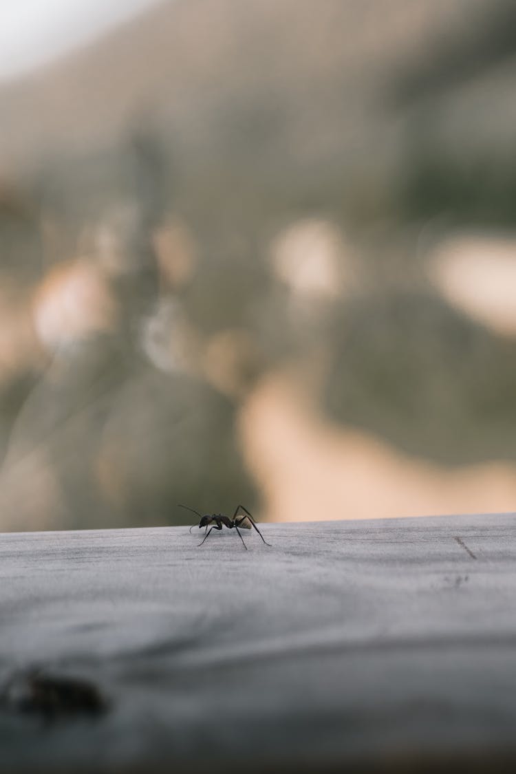 Black Ant On Wood