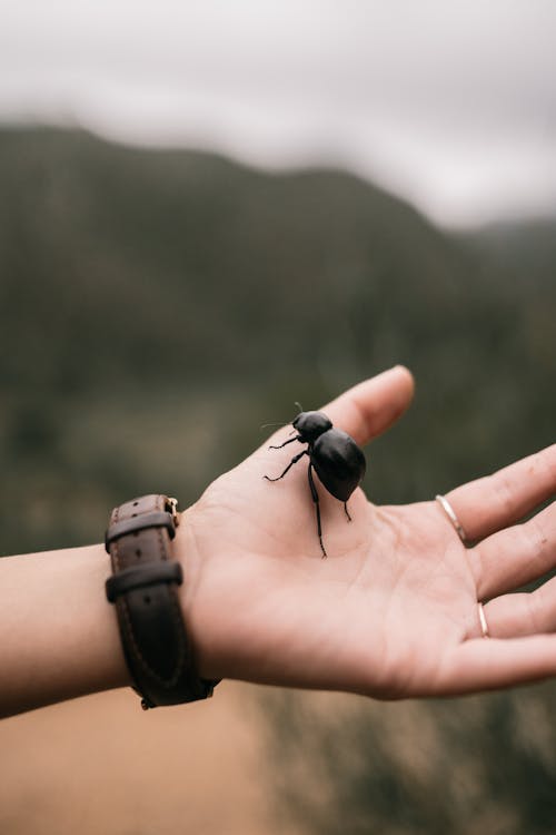 Foto stok gratis beetle, fotografi serangga, serangga