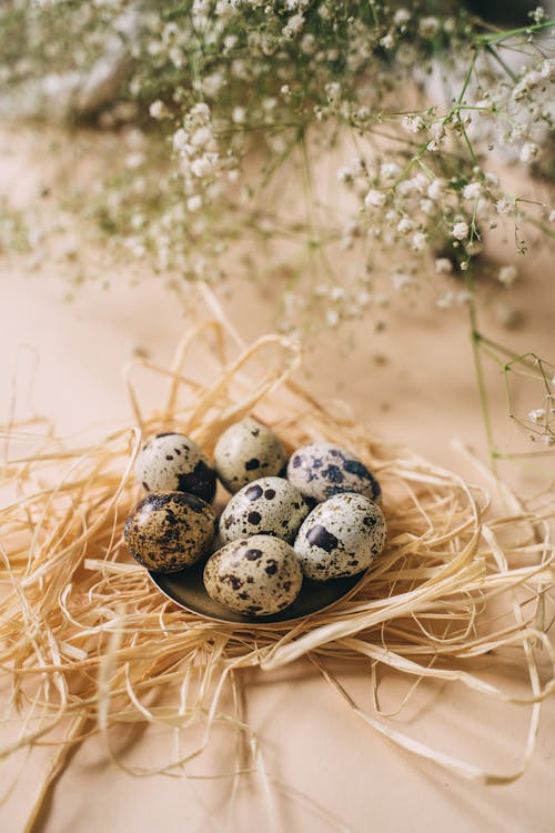 Free Kostnadsfri bild av ägg, bakgrund, blomma Stock Photo