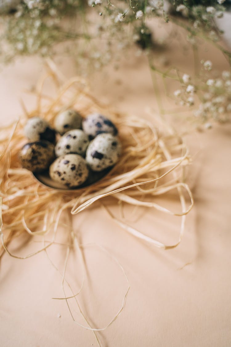 Quail Eggs On A Nest