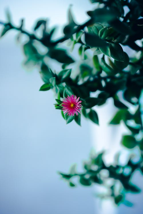 Photo of a Plant with Green Leaves and Pink Flower