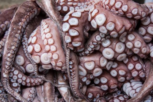 Detailed close-up of octopus tentacles highlighting texture and pattern