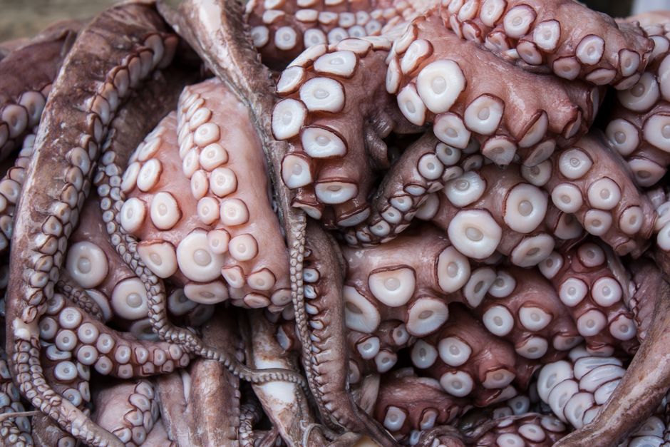 octopus species comparison seafood