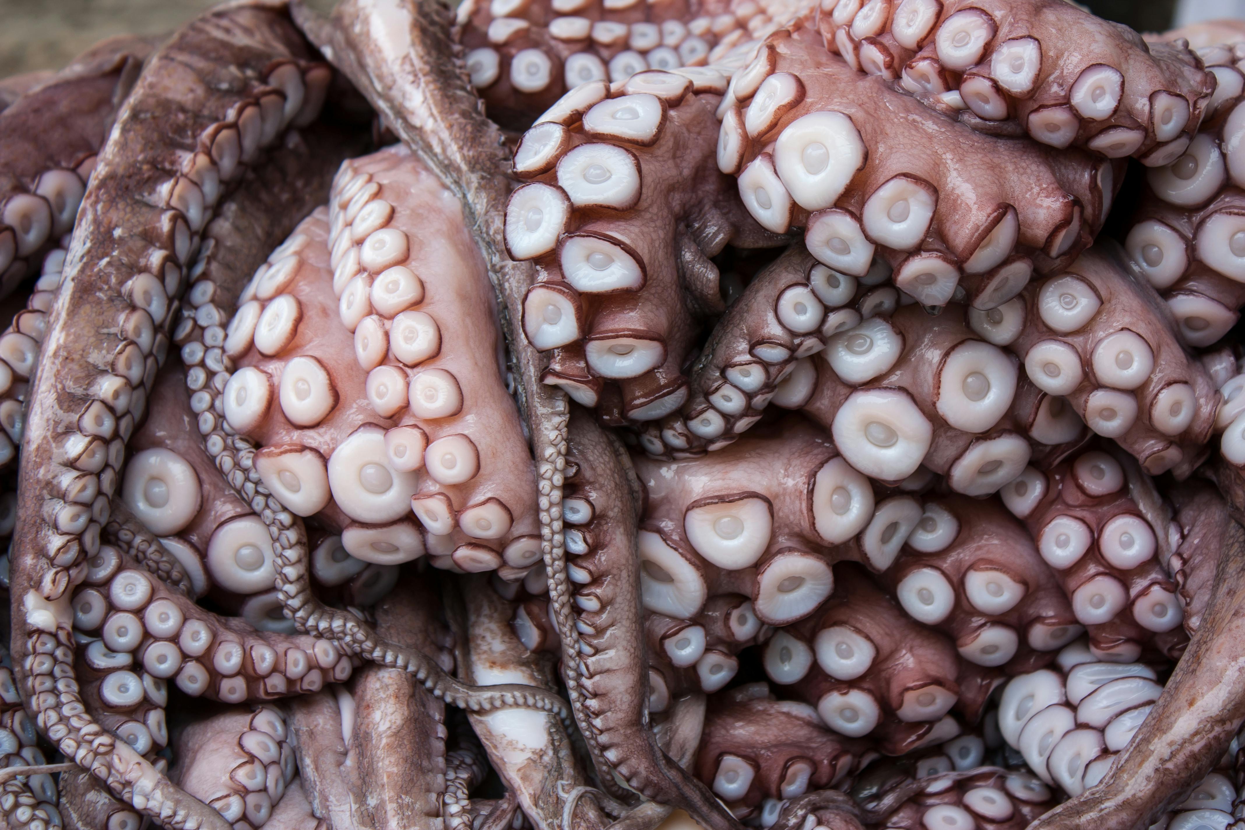 Octopus Tentacle Hook · Free Stock Photo