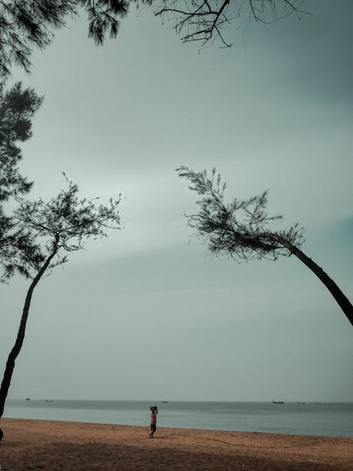 Foto d'estoc gratuïta de arbres, cel gris, mar