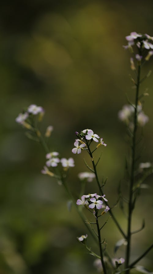 Thin stalks with small tender white flowers growing in forest with plants on summer day against blurred background in nature
