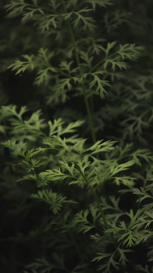 Free Thin branches with green leaves of lush shrub growing in dense forest on summer day in wild nature with plants Stock Photo