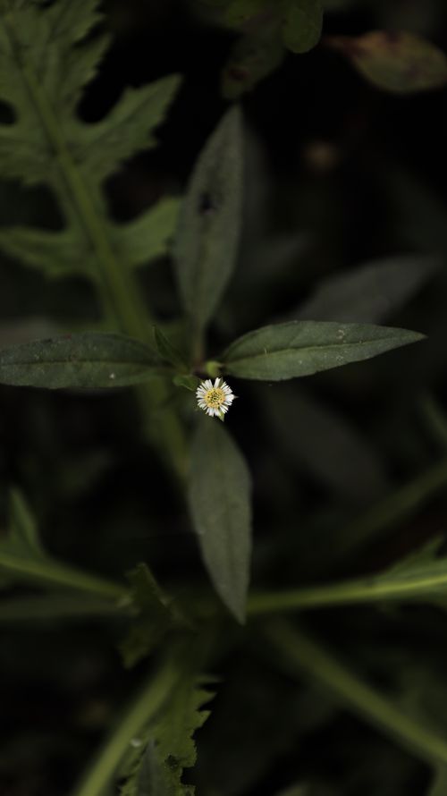 Free Top view of stalk with small white flower and green leaves growing in nature on summer day in wild nature Stock Photo