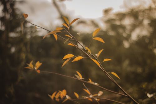 Free Close-up of autumn leaves with blurred background, evoking a warm seasonal atmosphere. Stock Photo