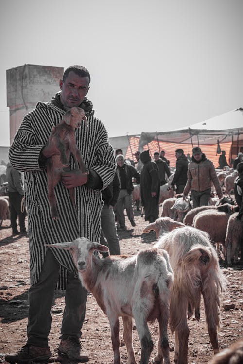 Imagine de stoc gratuită din animal, atmosferă sumbră, bazar