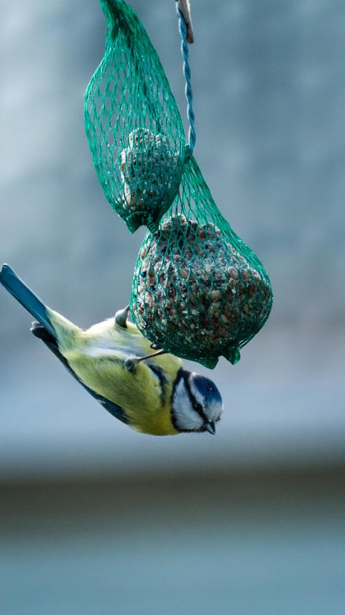 Free Selective Focus Photo of a Eurasian Blue Tit Bird on a Bird Feeder Stock Photo