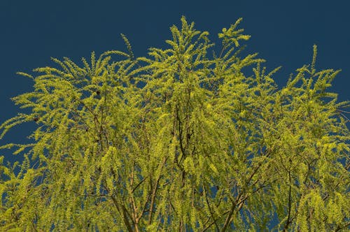Free Low Angle Shit Green Leaves of a Tree  Stock Photo