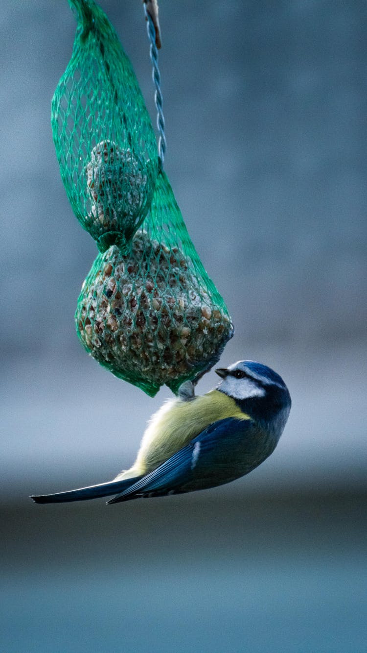 Photo Of A Eurasian Blue Tit Bird Eating On A Bird Feeder