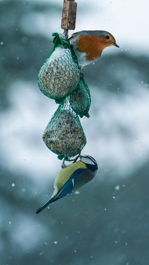 Blue and Yellow Bird on Green and Brown Bird Nest