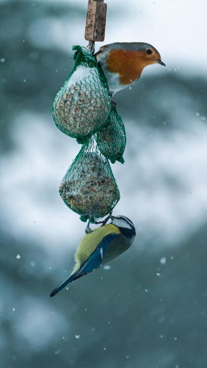 Birds Feeding on Bird Seeds