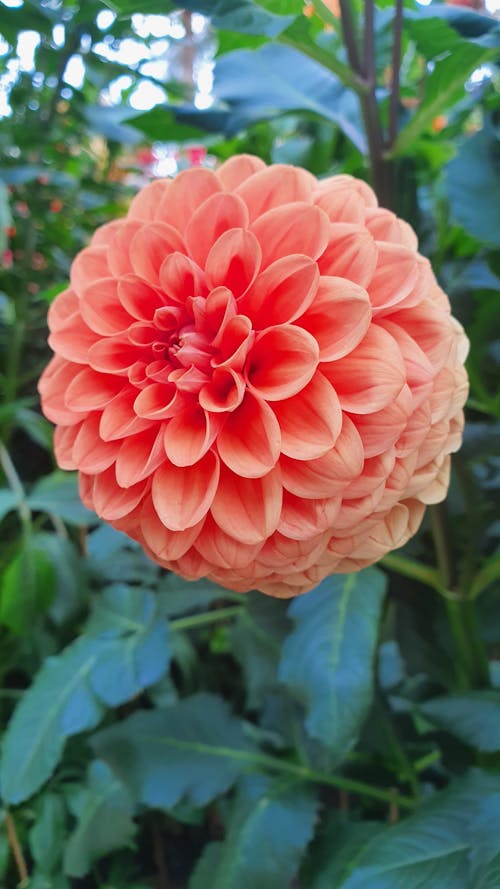 Close-Up Photo of a Pink Dahlia in Bloom