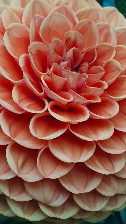 Close-Up Photo of the Petals of a Dahlia Flower