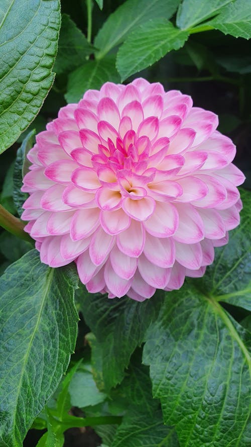 Free Close-Up Photo of a White and Pink Dahlia Stock Photo