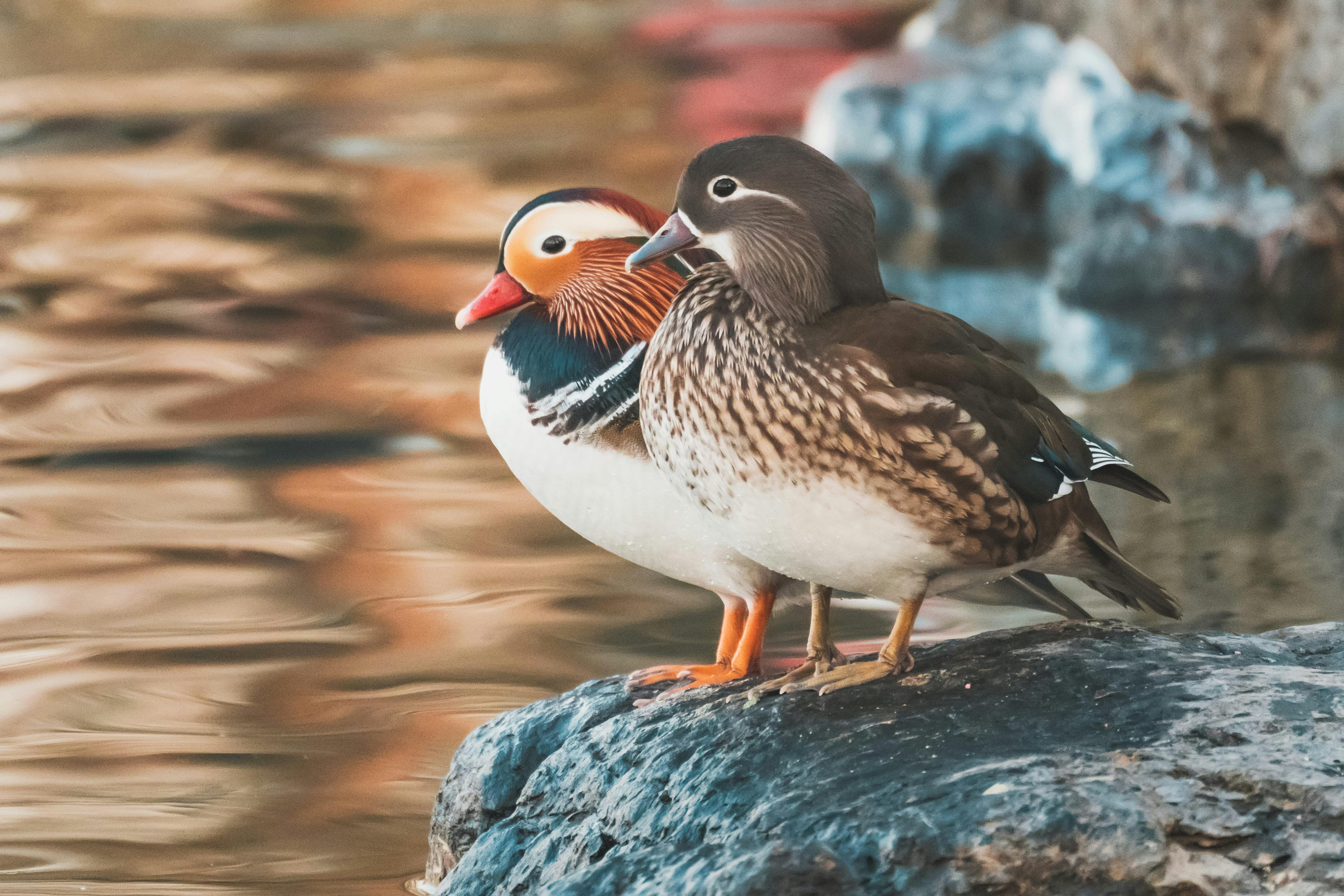 pair of mandarin ducks