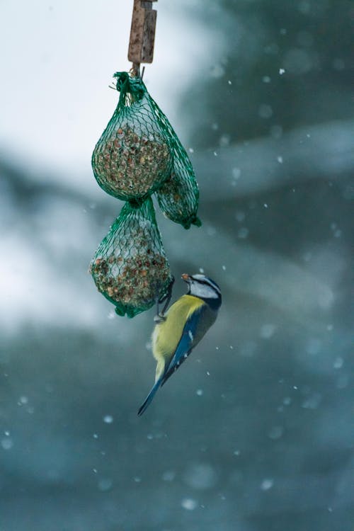 Eurasian Blue Tit Bird Eating from a Bird Feeder