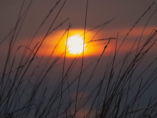Free Gratis arkivbilde med bakbelysning, gress, gyllen sol Stock Photo