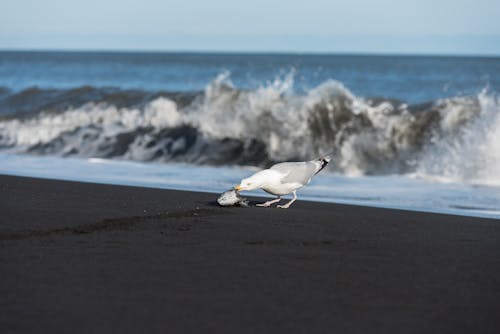 A Seagull Scavenging on the Beach