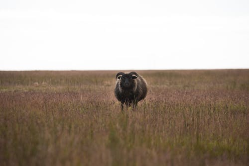 Základová fotografie zdarma na téma fotografování zvířat, koza, krajina