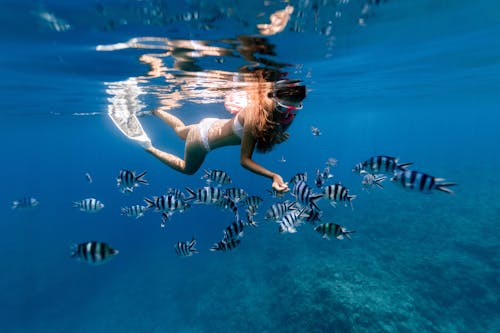 Anonymous woman snorkeling in sea with Enoplosus armatus fishes