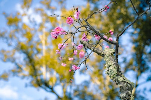 Free Pink Flower on Shrub Branches Stock Photo