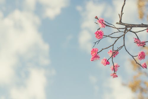 Ilmainen kuvapankkikuva tunnisteilla kasvikunta, kirsikankukka, kukka-valokuvaus Kuvapankkikuva